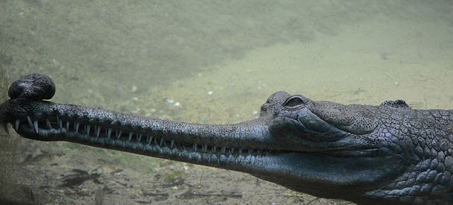 A Gharial travels 1100 km from Nepal to India