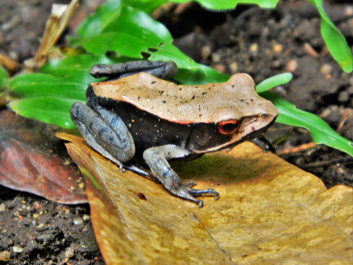 #FridayFrogFact – The Largest Tadpoles In India