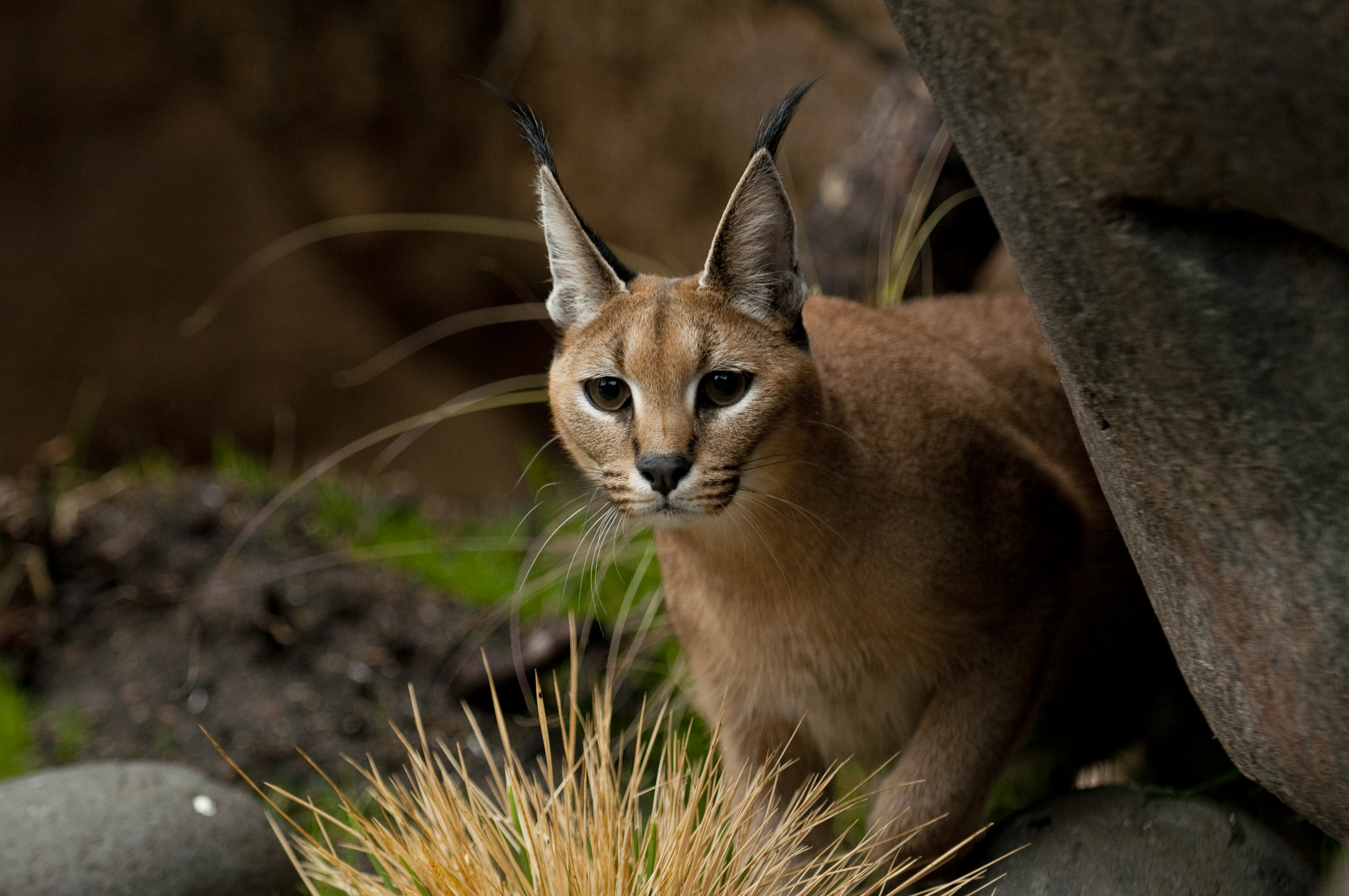 Caracal Spotted In Bharatpur Bird Sanctuary For The First Time