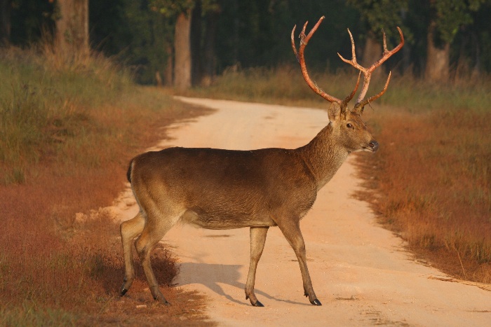 Kanha Tiger Reserve Gets An Official Mascot – ‘Bhoorsingh The Barasingha’