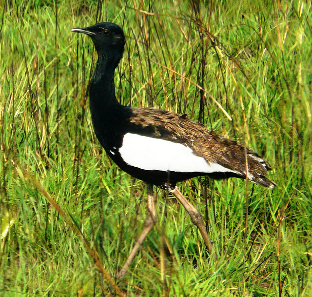 Critically Endangered Bengal Florican Seen In Dudhwa