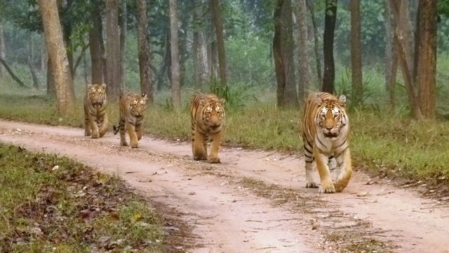 After Lions, Canine Distemper Virus Threatens Tigers of India