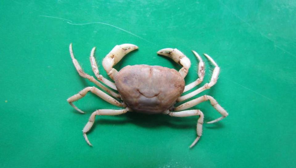 Blind, Albino Crab Discovered In Meghalaya, India
