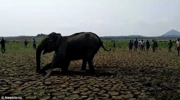 Elephant Rescued From Marsh By Villagers In Tamil Nadu
