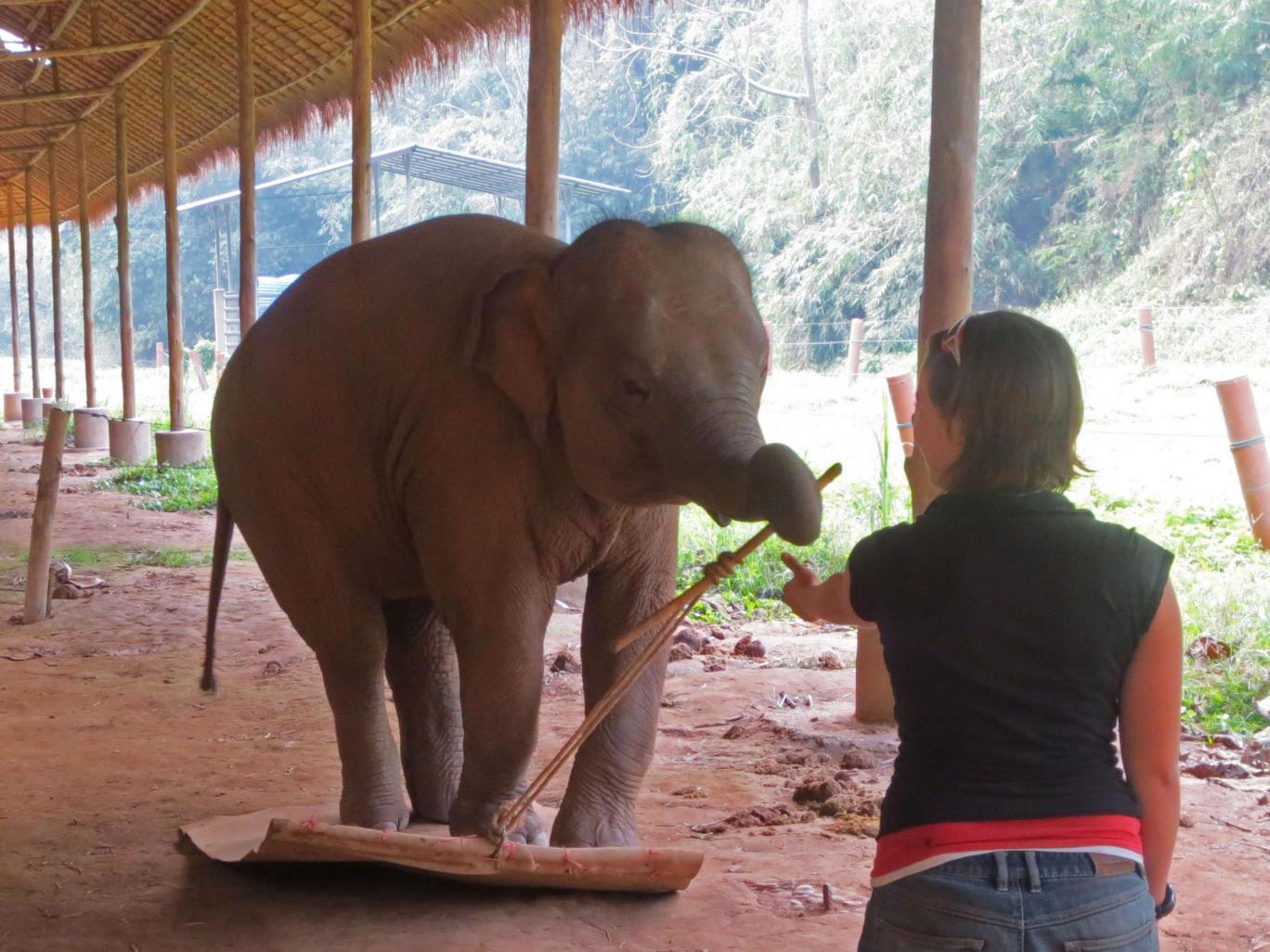 A Simple Test Just Proved Again How Smart Elephants Are