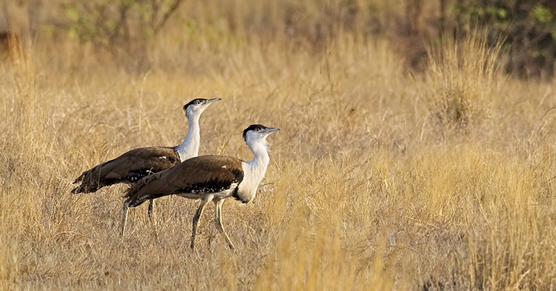 Don’t Be Extinct Yet, The Bustard Breeding Centre Is Coming Soon