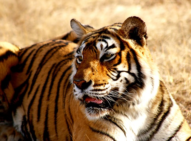 Maharashtra Lost 159 Big Cats In 7 Years, Mostly Due To Poaching