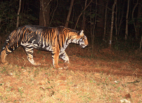 10 Amazing Wildlife Moments Caught On Camera Traps