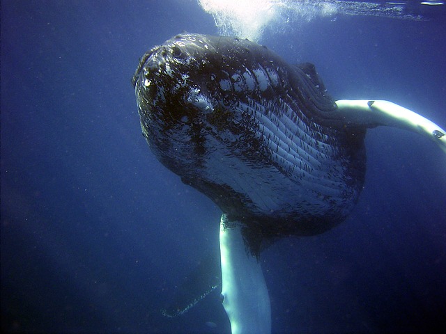 Humpback Whales Learn Songs Like Humans