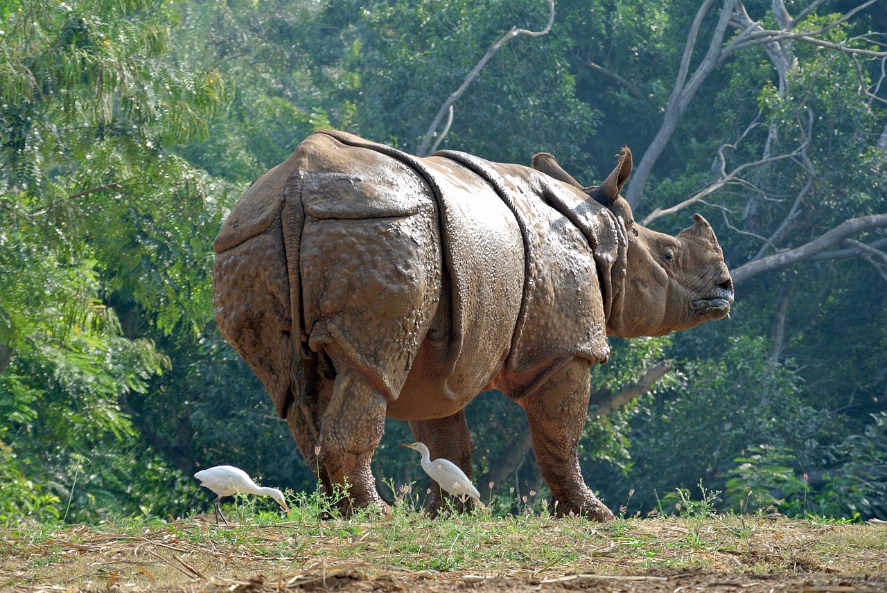 Rhino Killed In Assam’s Orang National Park, Once Again