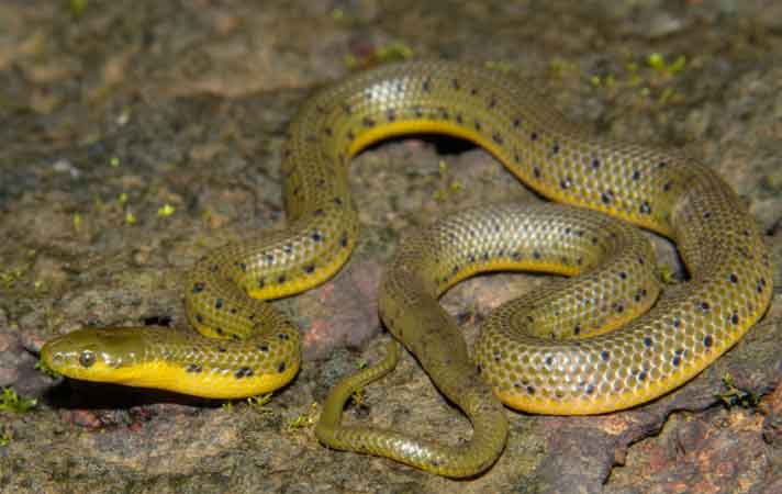 New Aquatic Species of Snake Discovered in the Western Ghats