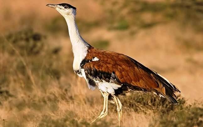 Great Indian Bustard Numbers Rising in Rajasthan