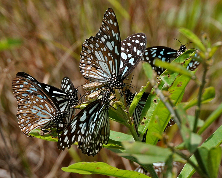 To Breed or Not to Breed? Migratory Butterflies of India Make Smart Choices, Finds a New Study