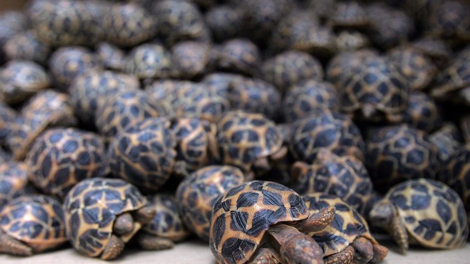 Over 1000 Turtles and Tortoises Rescued in Bangalore from Smugglers