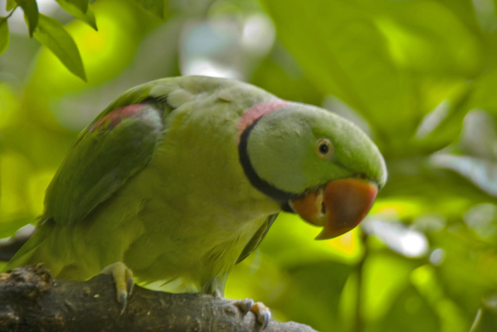 Arabica or Robusta Coffee? These Researchers Asked the Birds!