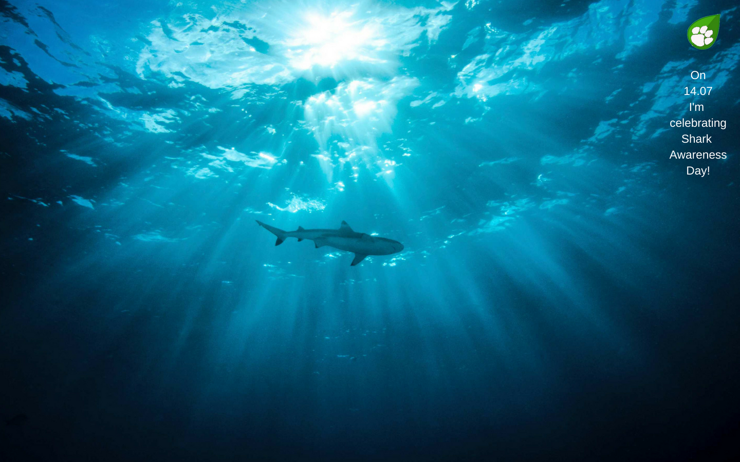 Shark Awareness Day – Interesting Facts About Sharks