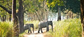 Direct Count Survey Reveals Elephant Count of Bengal to be 682