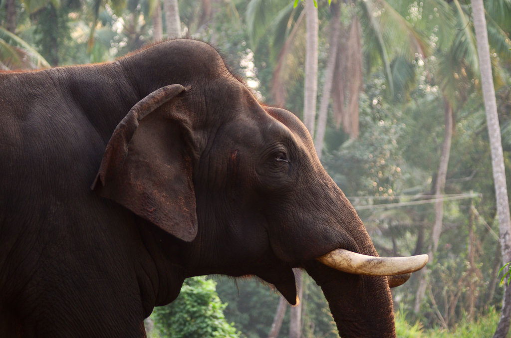 Direct Count Survey Reveals Elephant Count of Bengal to be 682 - India