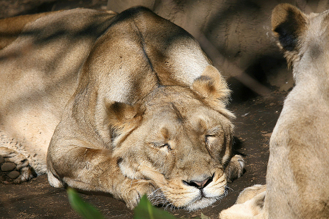 11 Lions Found Dead In Gujarat’s Gir Forest