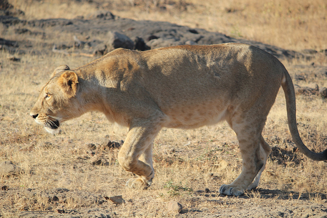 Lions Being Screened In Gir For Infection And Injuries After The 14 Deaths