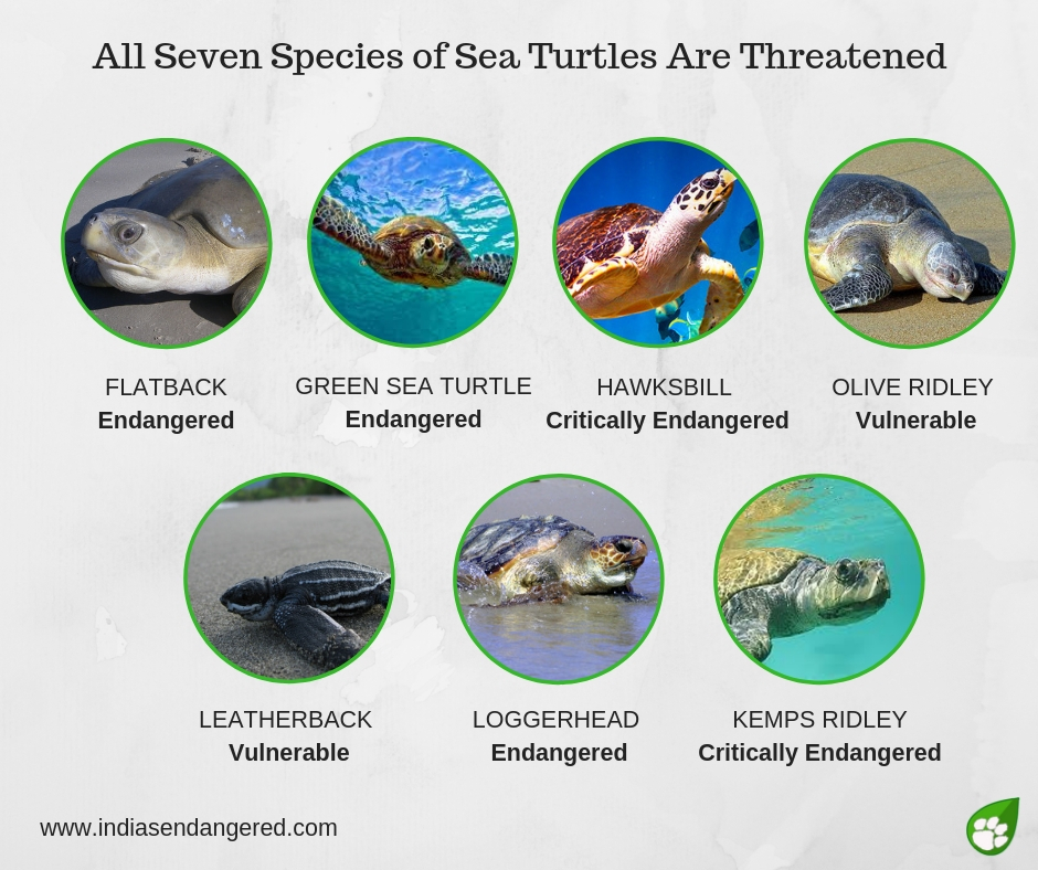 Are All 7 Species of Sea Turtles Endangered  