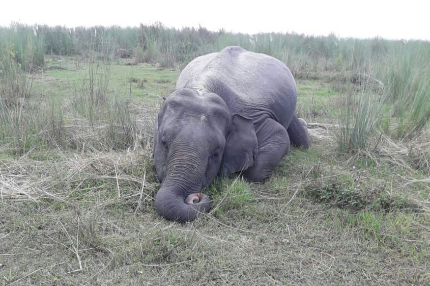Elephant And Unborn Calf Electrocuted In Assam