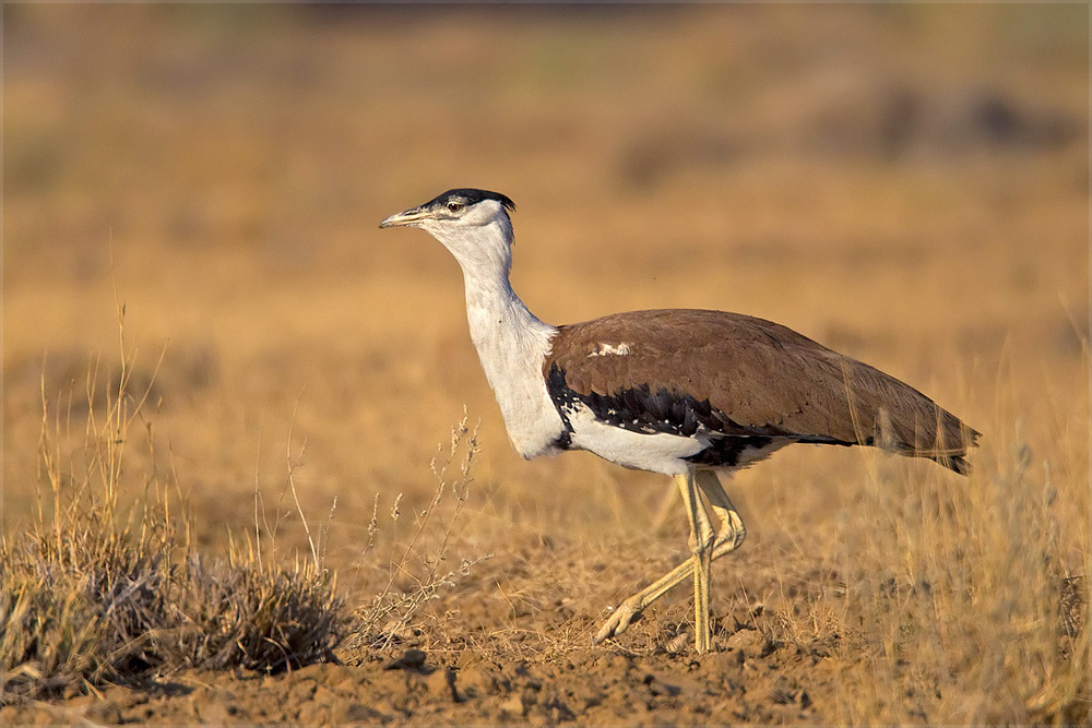 The Perils Of Being A Great Indian Bustard - India's Endangered