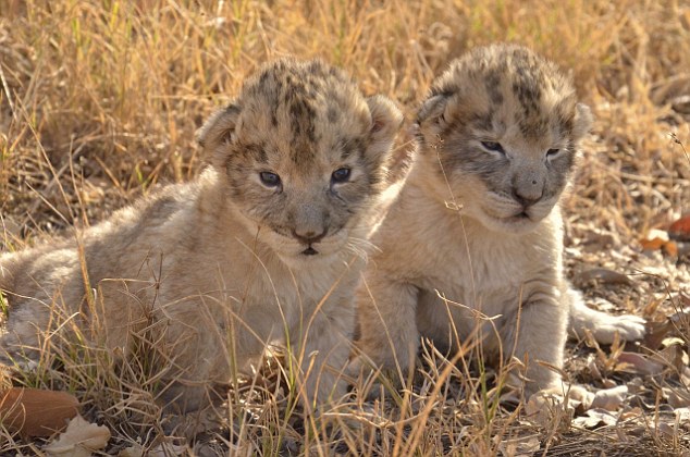 In A First, Lion Gives Birth To Cubs Through In-Vitro Fertilization