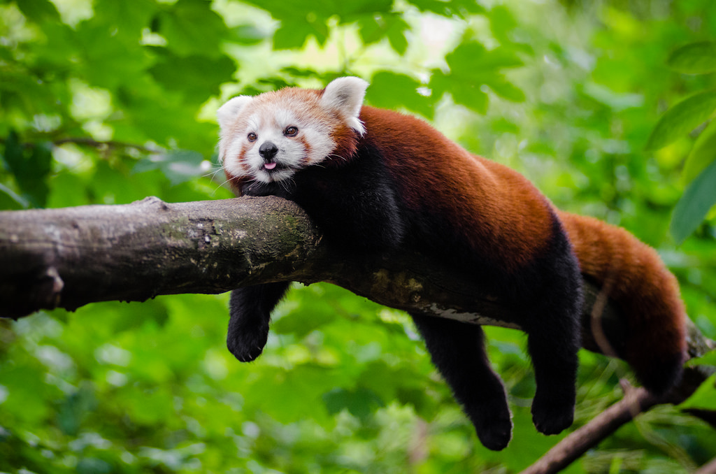 Infographic: Know About The Red Panda Today