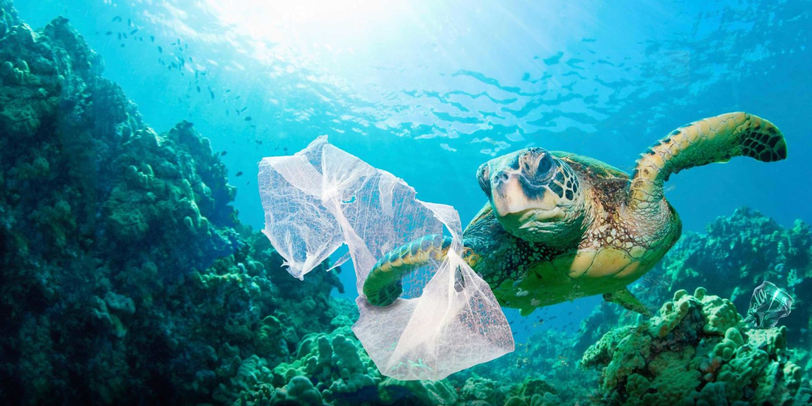 Plastic Is Killing Sea Turtles - India's Endangered