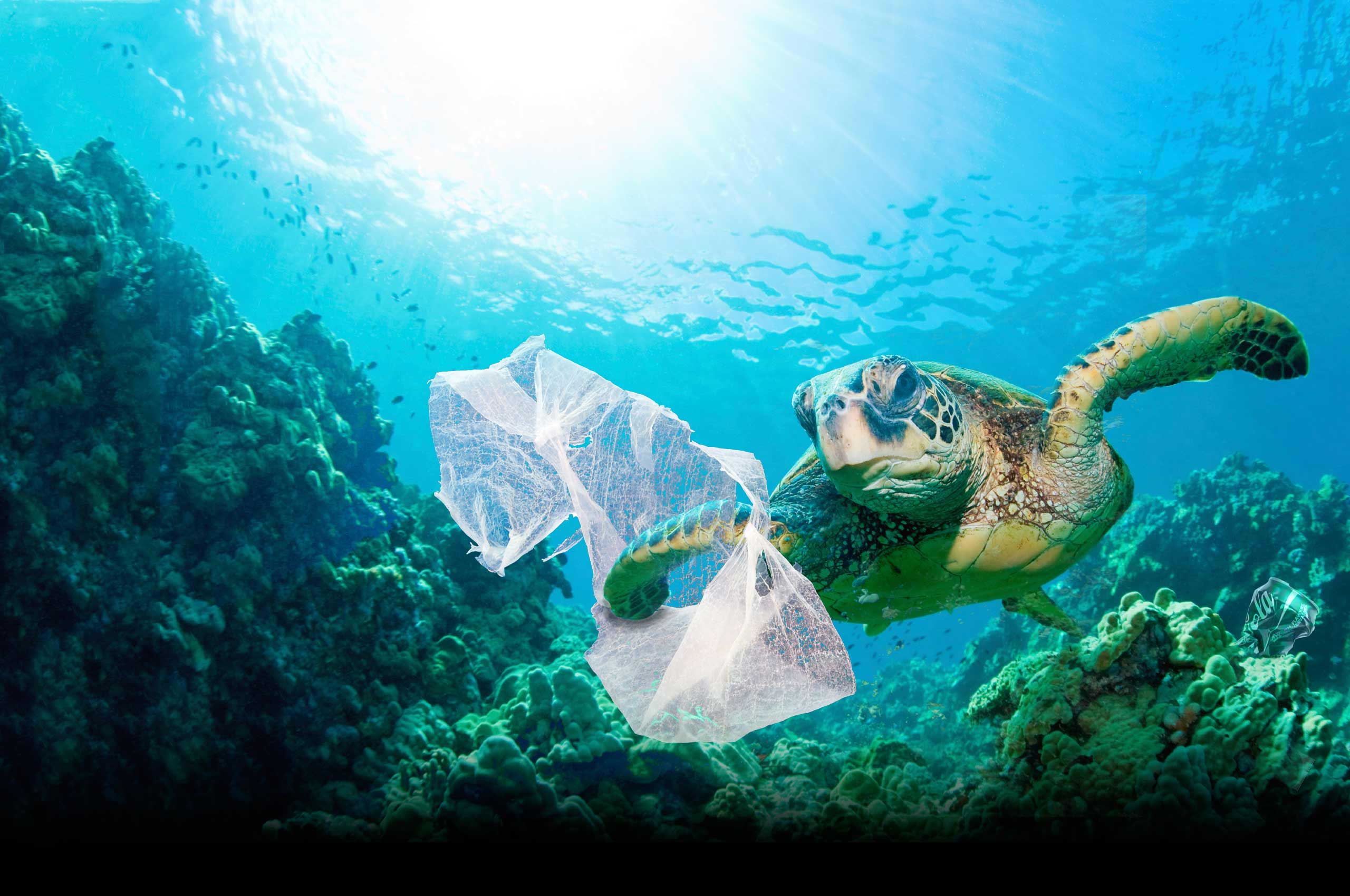 Plastic Is Killing Sea Turtles
