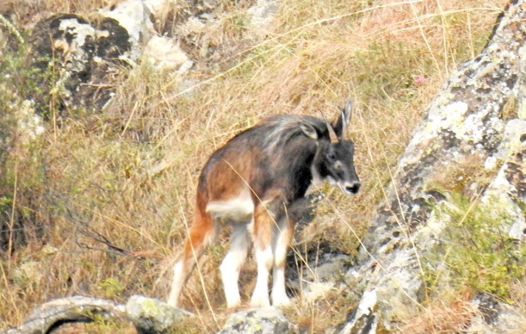 Rare Himalayan Serow Clicked For The First Time In Kashmir