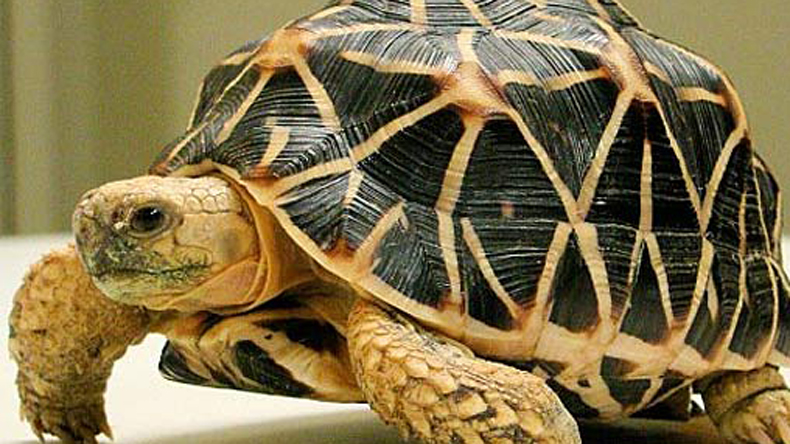 50 Smuggled Star Tortoises To Return Back To India