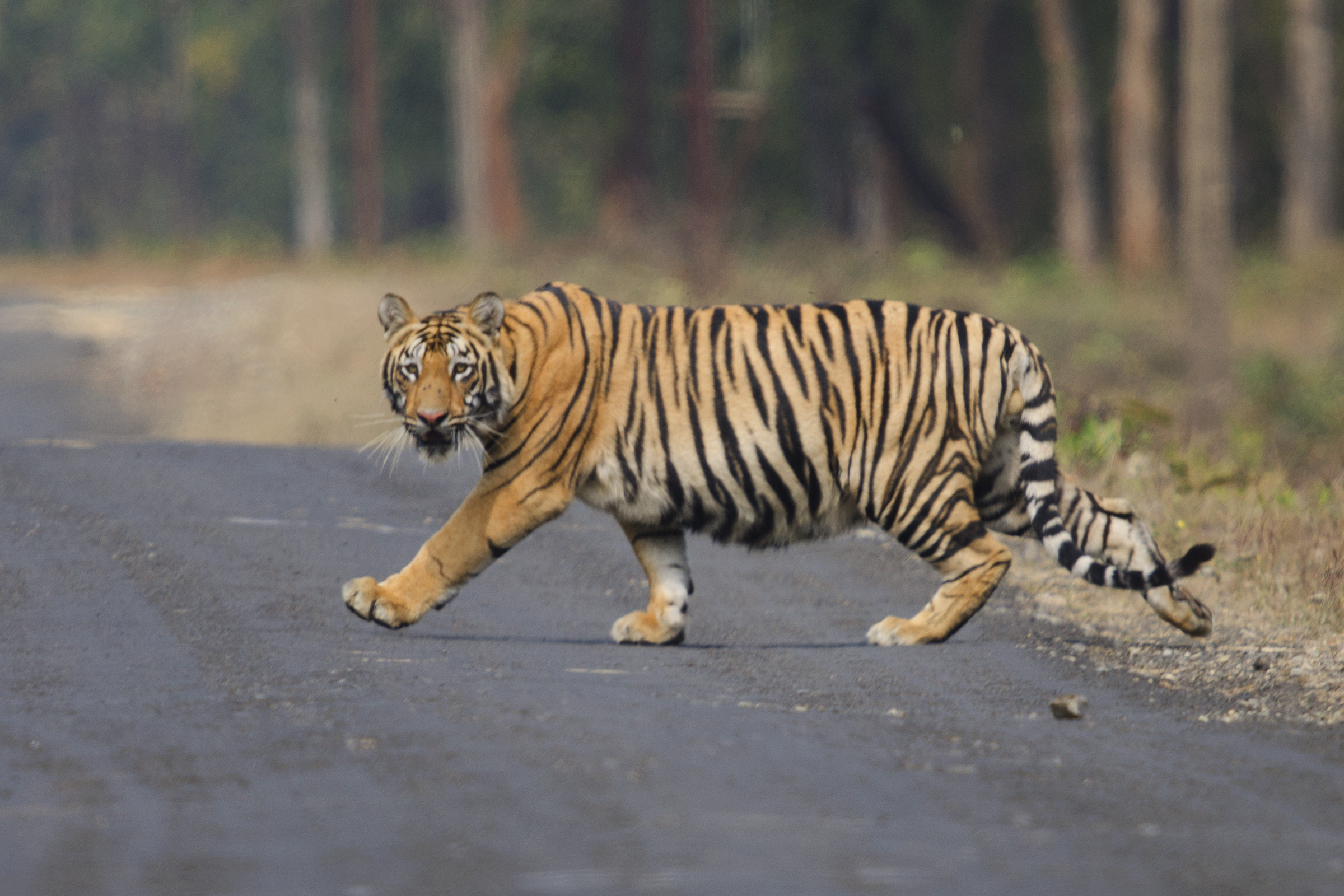 Uttar Pradesh To Axe 50,000 Trees In Tiger Habitat To Build A Road