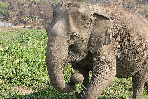 Elephants Can Make Joints From Their Trunk To Pick Food