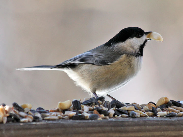 Growing Non Native Plants In Your Backyard Decreases Bird Population