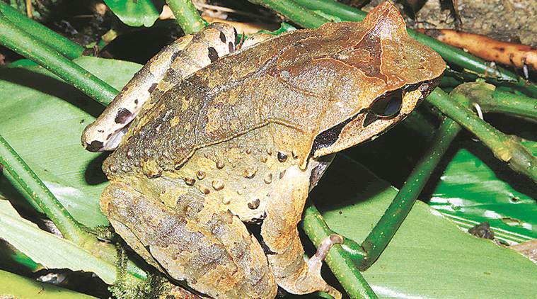 Four New Horned Frogs Discovered In India