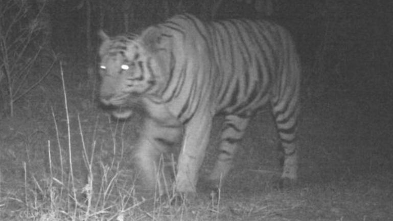 It’s Confirmed. Tiger Spotted in Gujarat After 27 Years