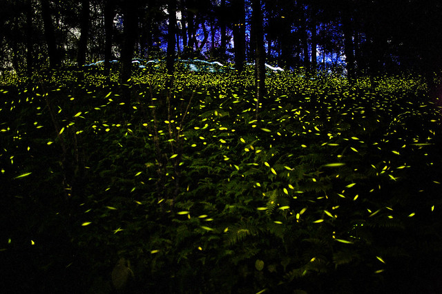 Say No to Firefly Festival, Period - India's Endangered