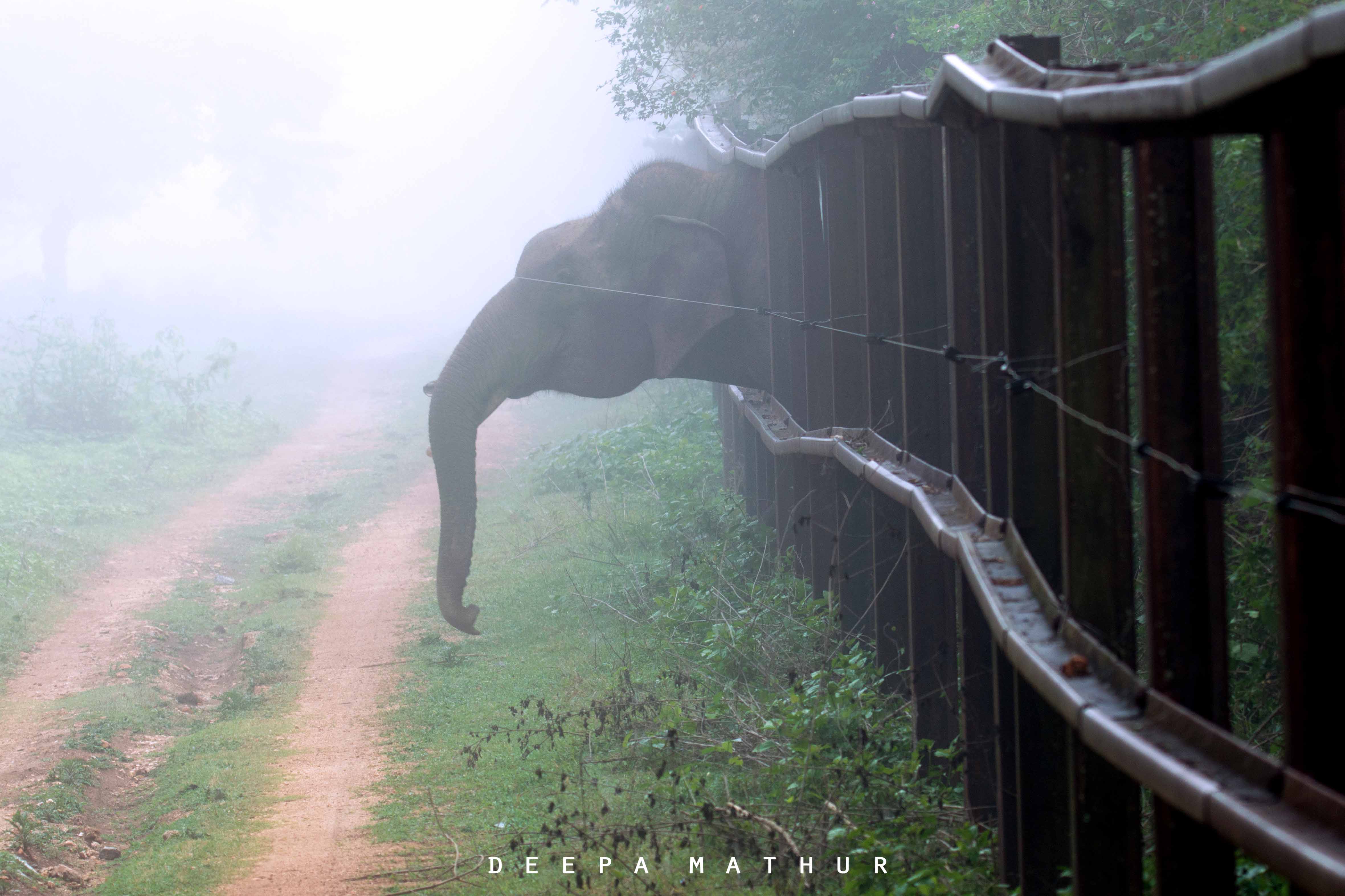 In Pics: An Elephant’s Long Walk to Freedom
