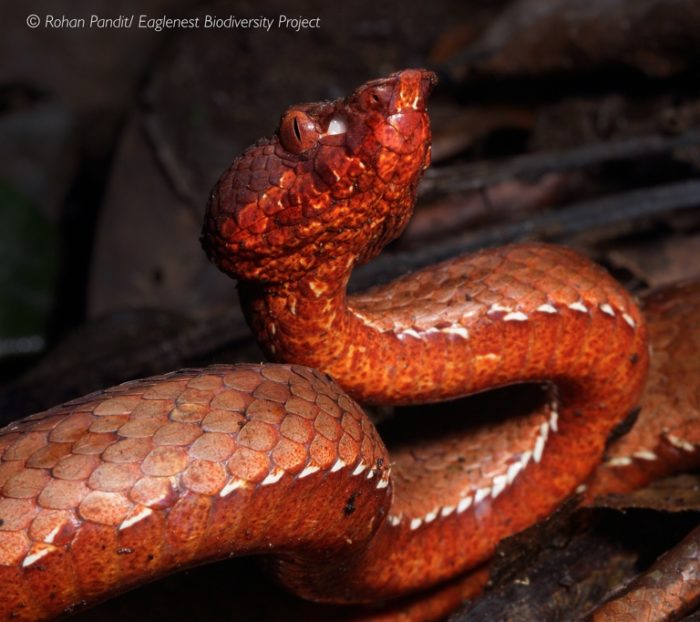 India Gets A New Species of Venomous Pit Viper Snake