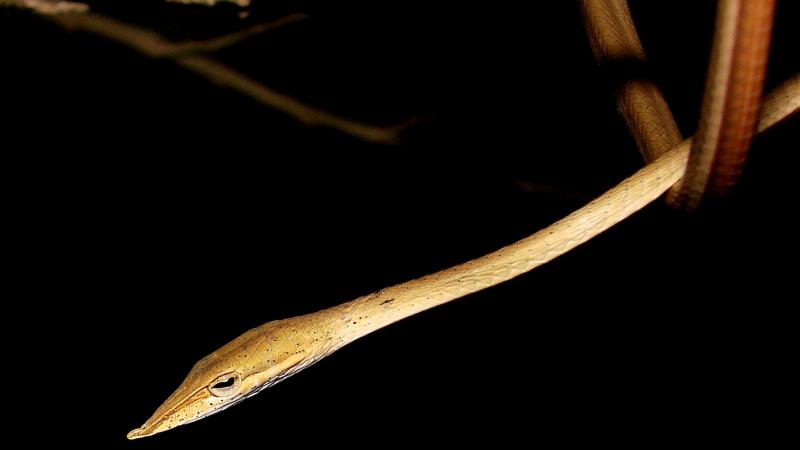 After a 100 Years a New Vine Snake has been Found from India