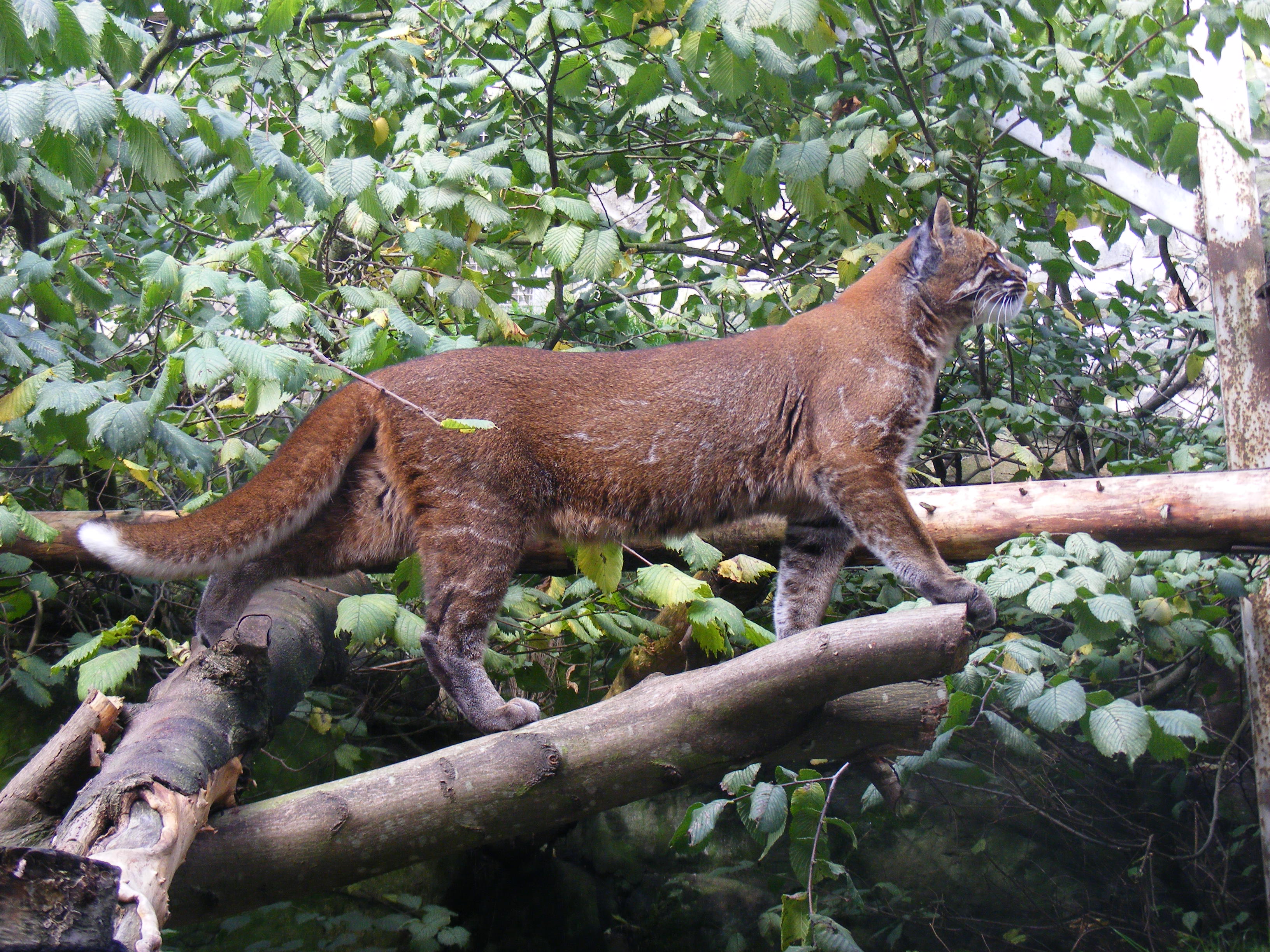 The Asiatic Golden Cat Can Morph Into Six Different Colours