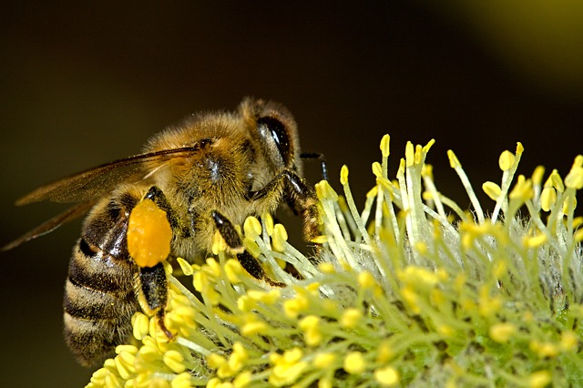 Bees Can Connect Symbols To Numbers Just Like Humans