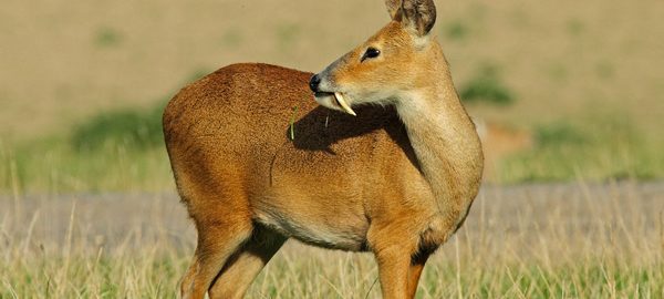 Animal Endangerment Map Archives - India's Endangered