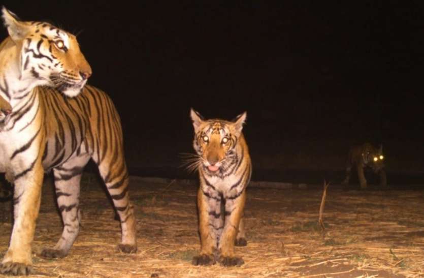 First Tigers Spotted in Kheoni Sanctuary in Dewas, Madhya Pradesh