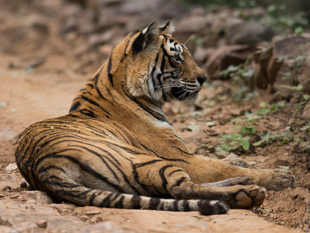 India’s Tiger Numbers are Rising, Reveals Latest Census