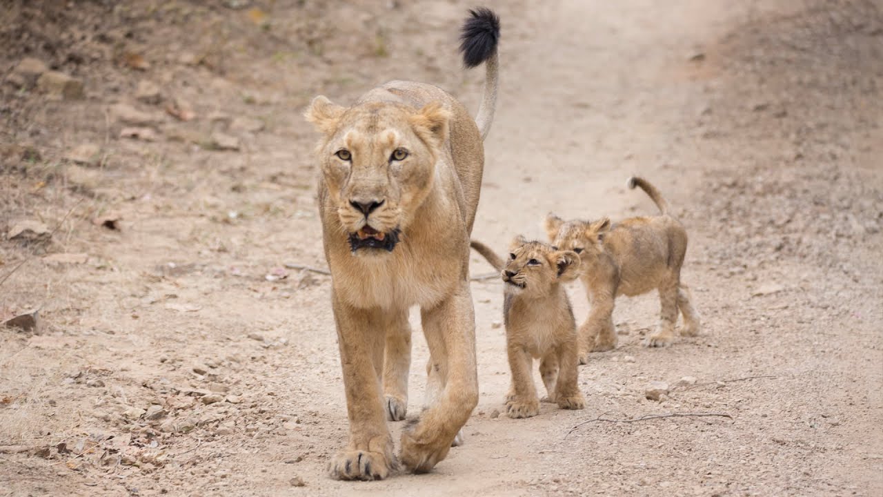 The 9 Core Issues Affecting Safety of Asiatic Lions in India