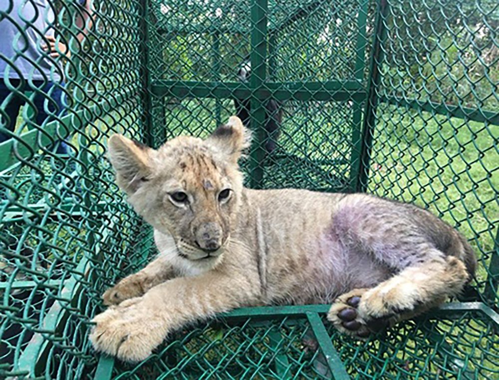 Operation Thunderball Rescues Thousands of Endangered Animals