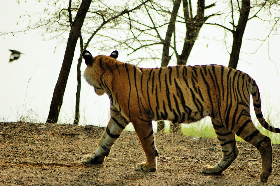 Now Help Catch Poachers When You Visit A Tiger Reserve in Maharashtra